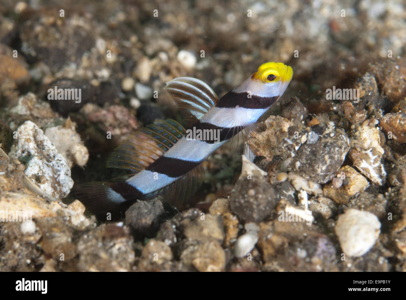 Yellownose Shrimpgoby (Stonogobiops xanthorhinica) adulto, in corrispondenza del foro entrata sulla sabbia nera, Lembeh Straits, Sulawesi, Sunda Islands, Indonesia, Giugno Foto Stock