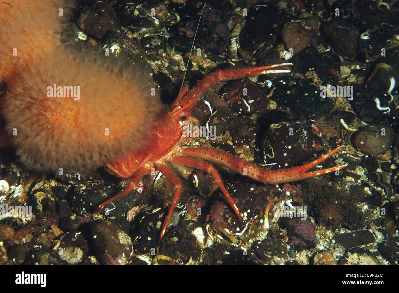 Lunghi artigli aragosta squat (Munida rugosa) adulto, in mare loch, Loch Carron, Ross and Cromarty, Highlands, Scozia, Giugno Foto Stock