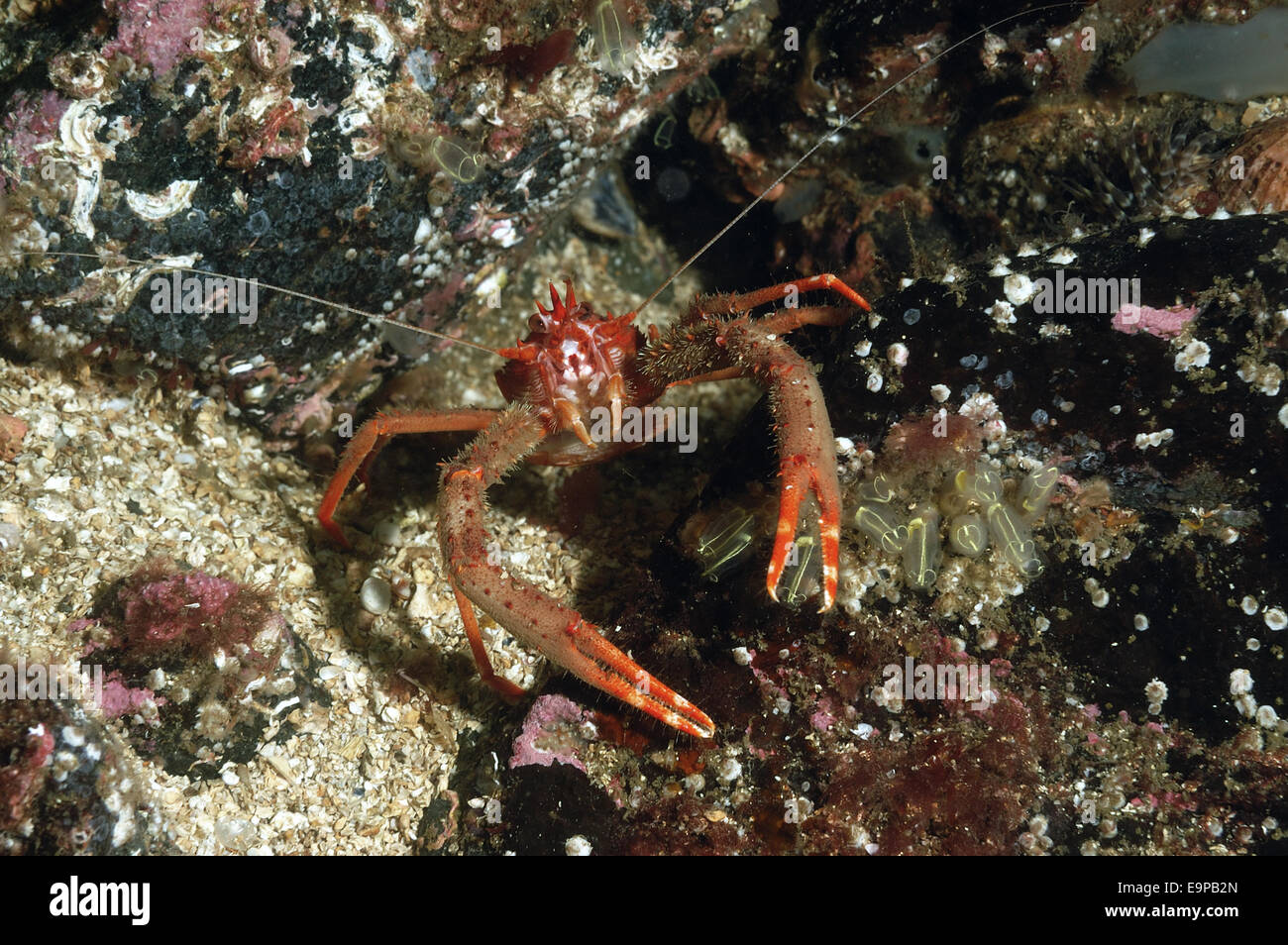 Lunghi artigli aragosta squat (Munida rugosa) adulto, in mare loch, Loch Carron, Ross and Cromarty, Highlands, Scozia, Giugno Foto Stock