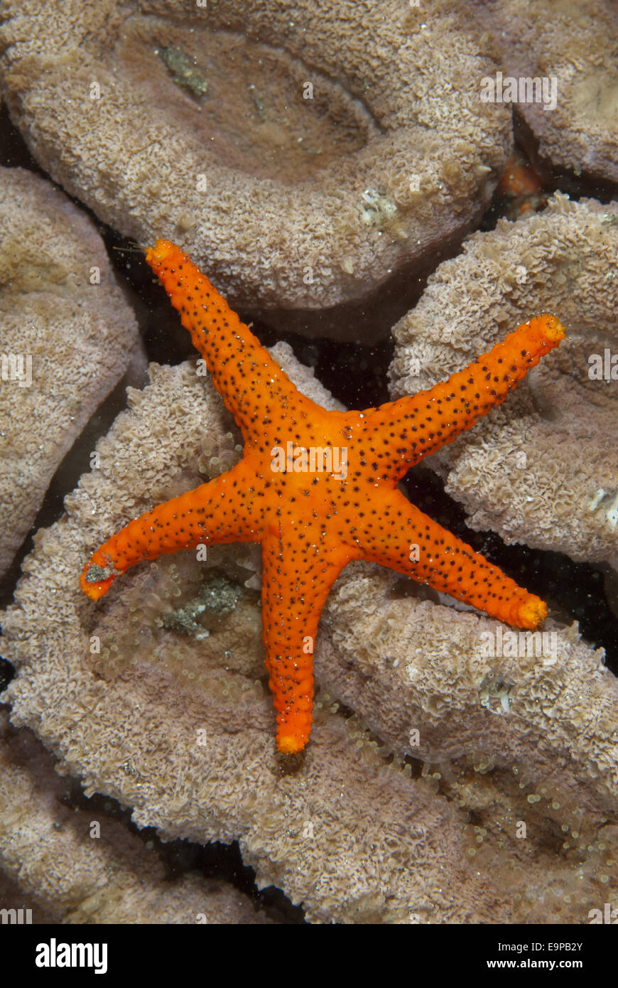 Mille-pori Starfish (Fromia milleporella) adulto, su Coral, Lembeh Straits, Sulawesi, Sunda Islands, Indonesia, Giugno Foto Stock