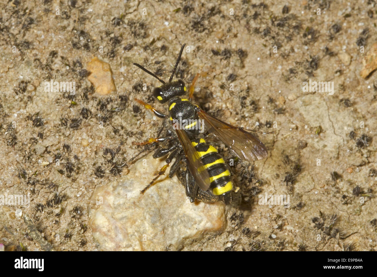 Curculione Wasp (Cerceris arenaria) adulto, con beetle preda, Kelling Heath, Norfolk, Inghilterra, Luglio Foto Stock