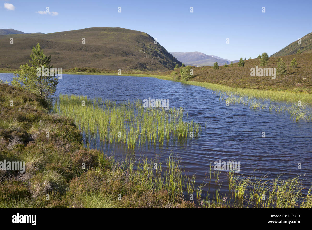 Vista del lago di acqua dolce e montagne, Glenmore Forest Park, Cairngorms N.P., Highlands, Scozia, Luglio Foto Stock