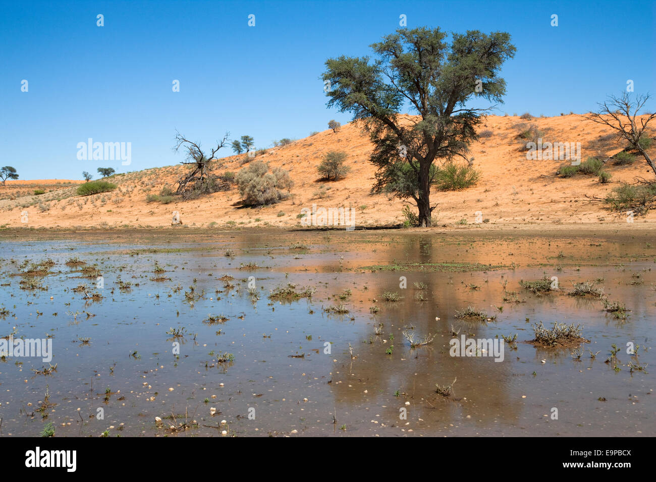 Nossob riverbed sotto acqua dopo heavy rain, Kgalagadi Parco transfrontaliero, Northern Cape, Sud Africa Foto Stock