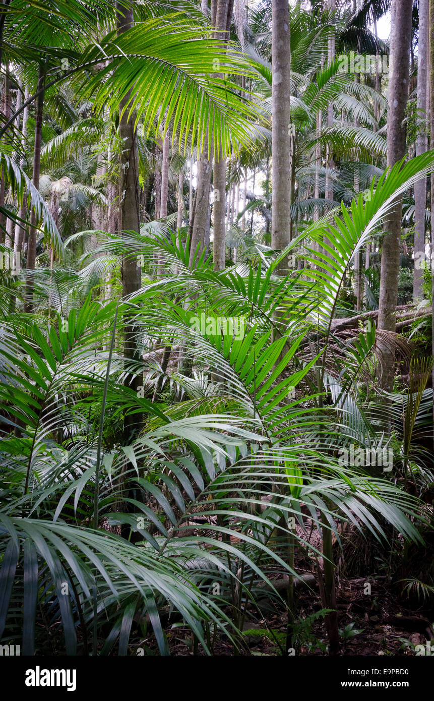 Il Palm Grove circuito della foresta pluviale, Monte Tamborine, Queensland, Australia Foto Stock