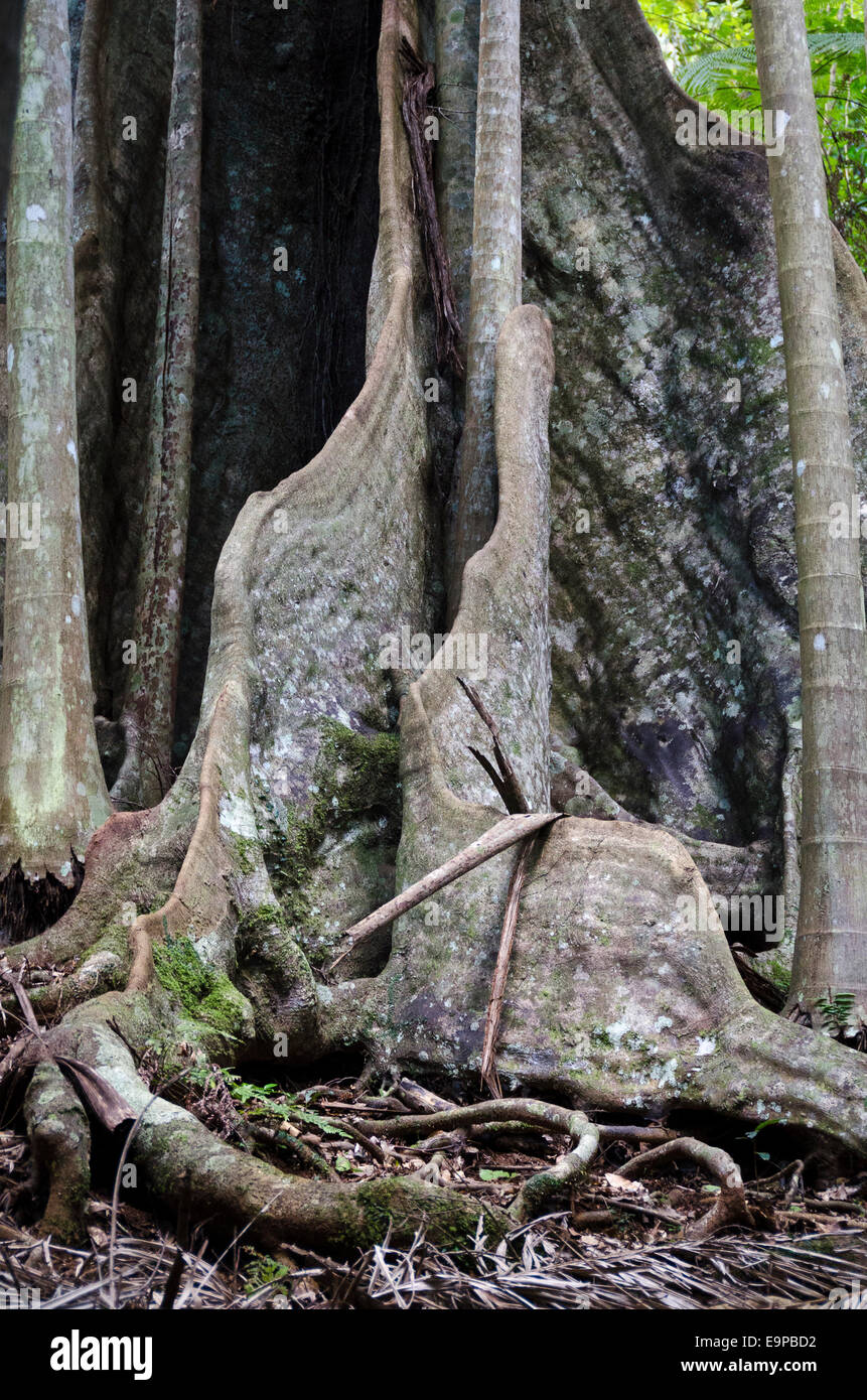 Il Palm Grove circuito della foresta pluviale, Monte Tamborine, Queensland, Australia Foto Stock