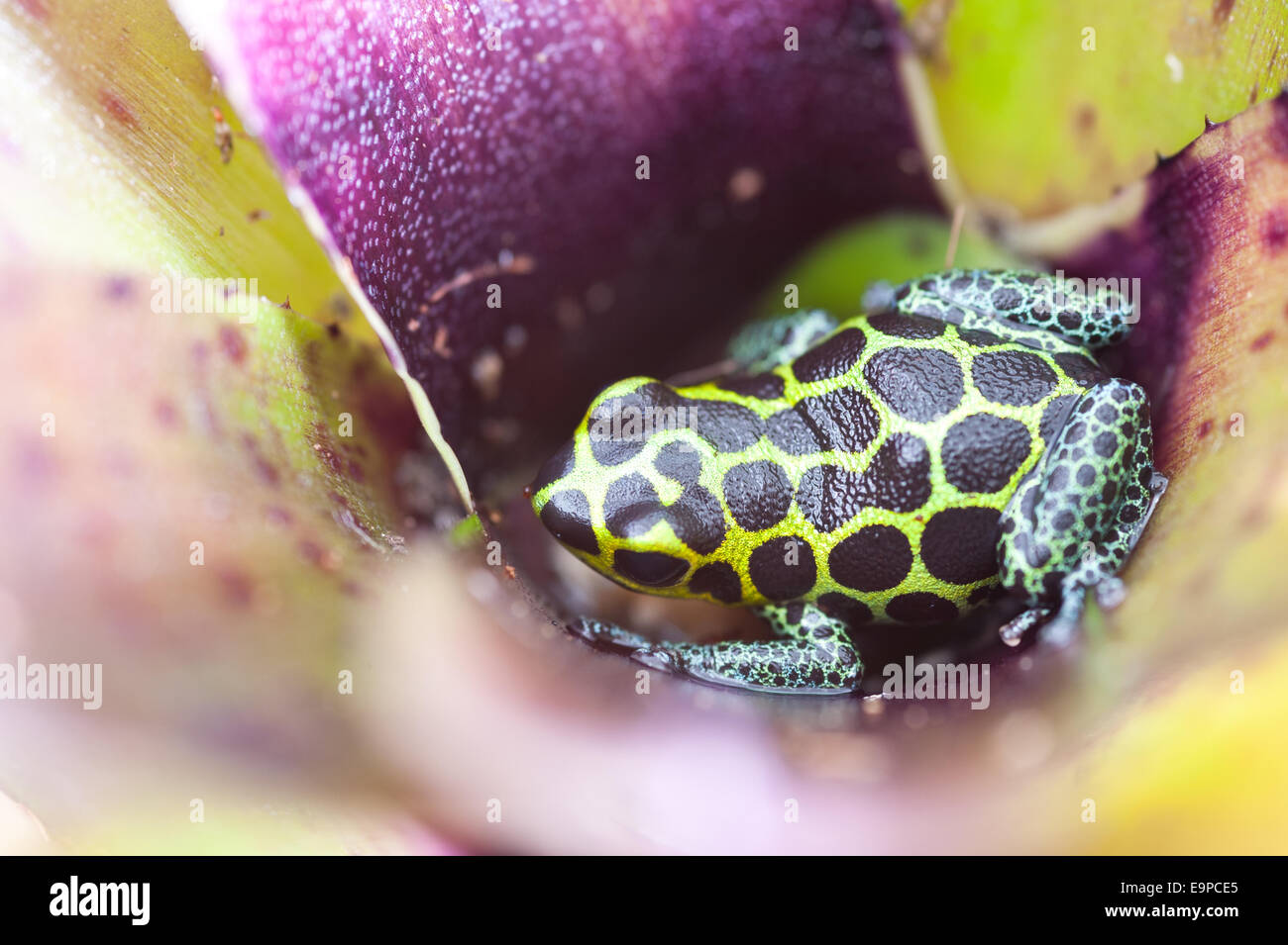 Poison dart frog Foto Stock