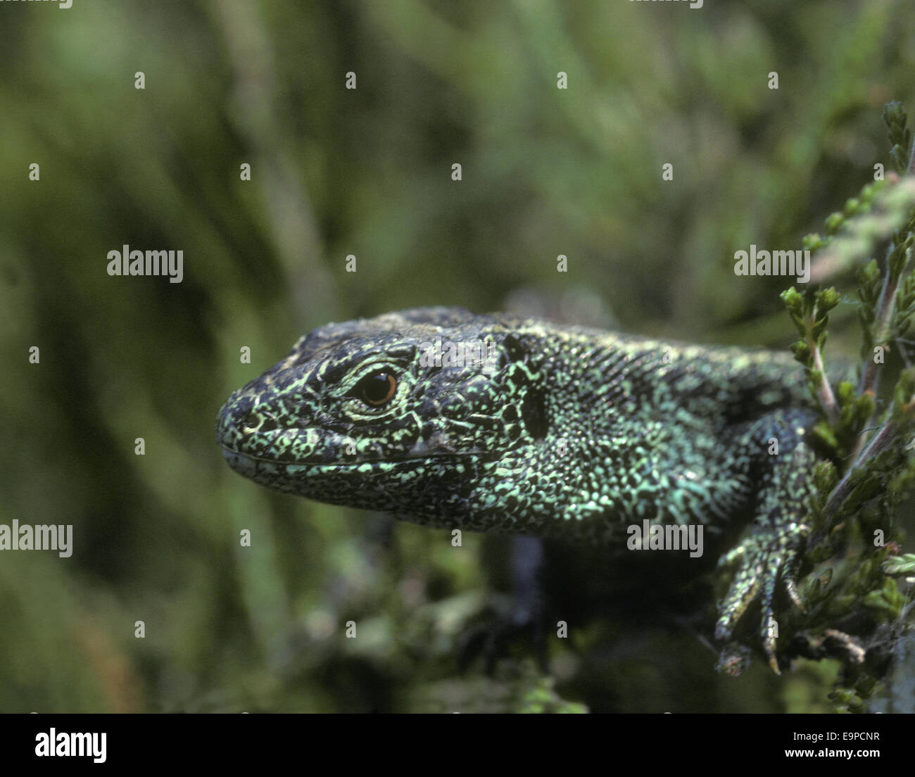 Sabbia lucertola - Lacerta agilis Foto Stock