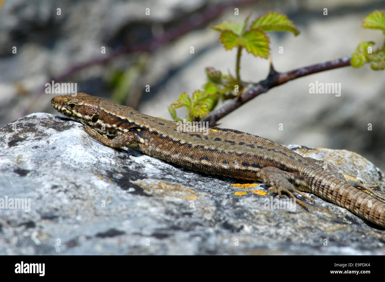 Lucertola muraiola - Podarcis muralis Foto Stock