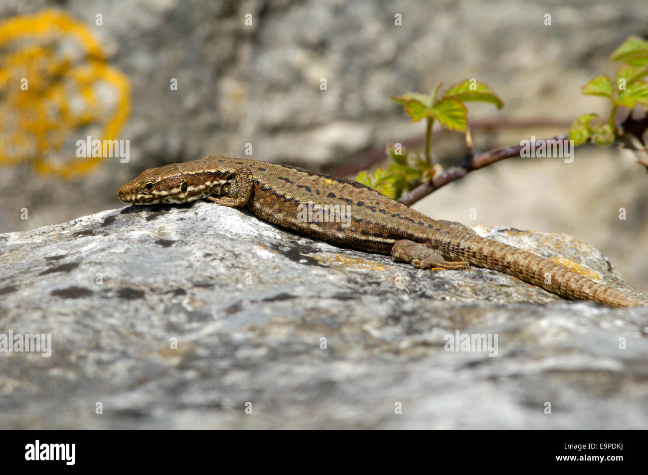 Lucertola muraiola - Podarcis muralis Foto Stock