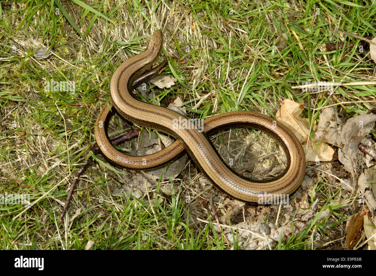 Slow-worm - Anguis fragilis Foto Stock