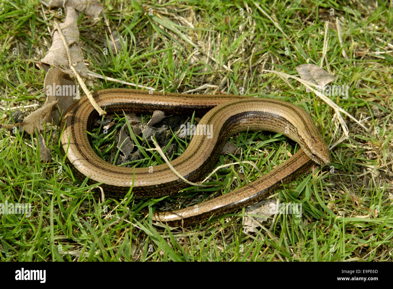 Slow-worm - Anguis fragilis Foto Stock