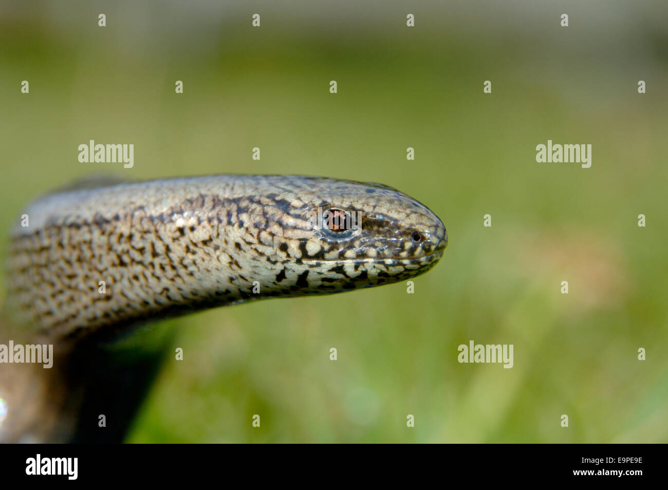 Slow-worm - Anguis fragilis Foto Stock