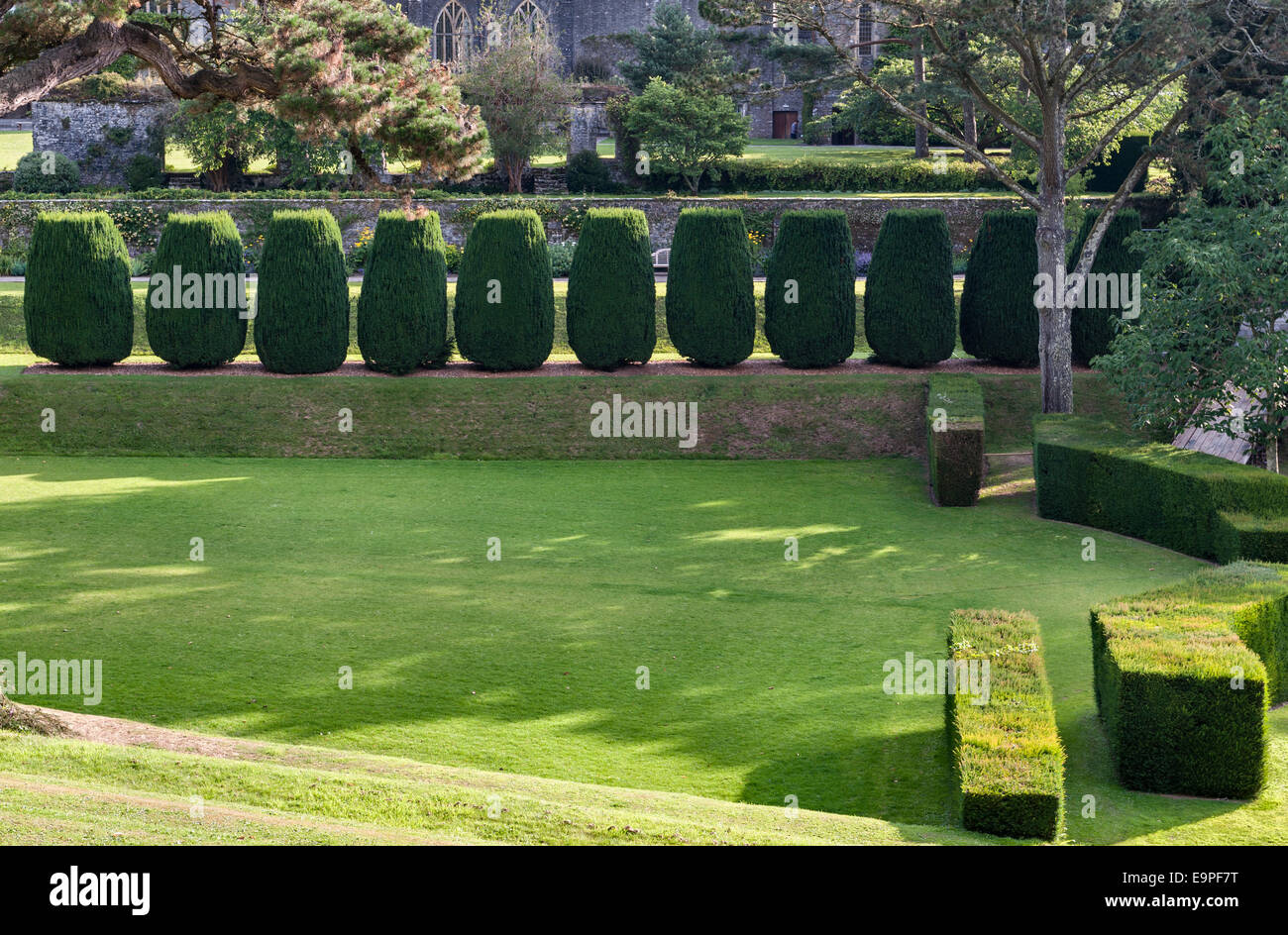 Dartington Hall, Totnes, Devon, Regno Unito. Nei giardini del " dodici apostoli", clippped Irish tassi, linea il Tiltyard prato Foto Stock