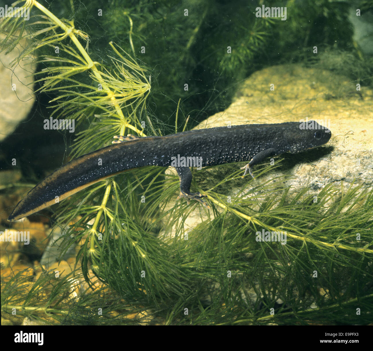 Grande tritone crestato - Triturus cristatus Foto Stock