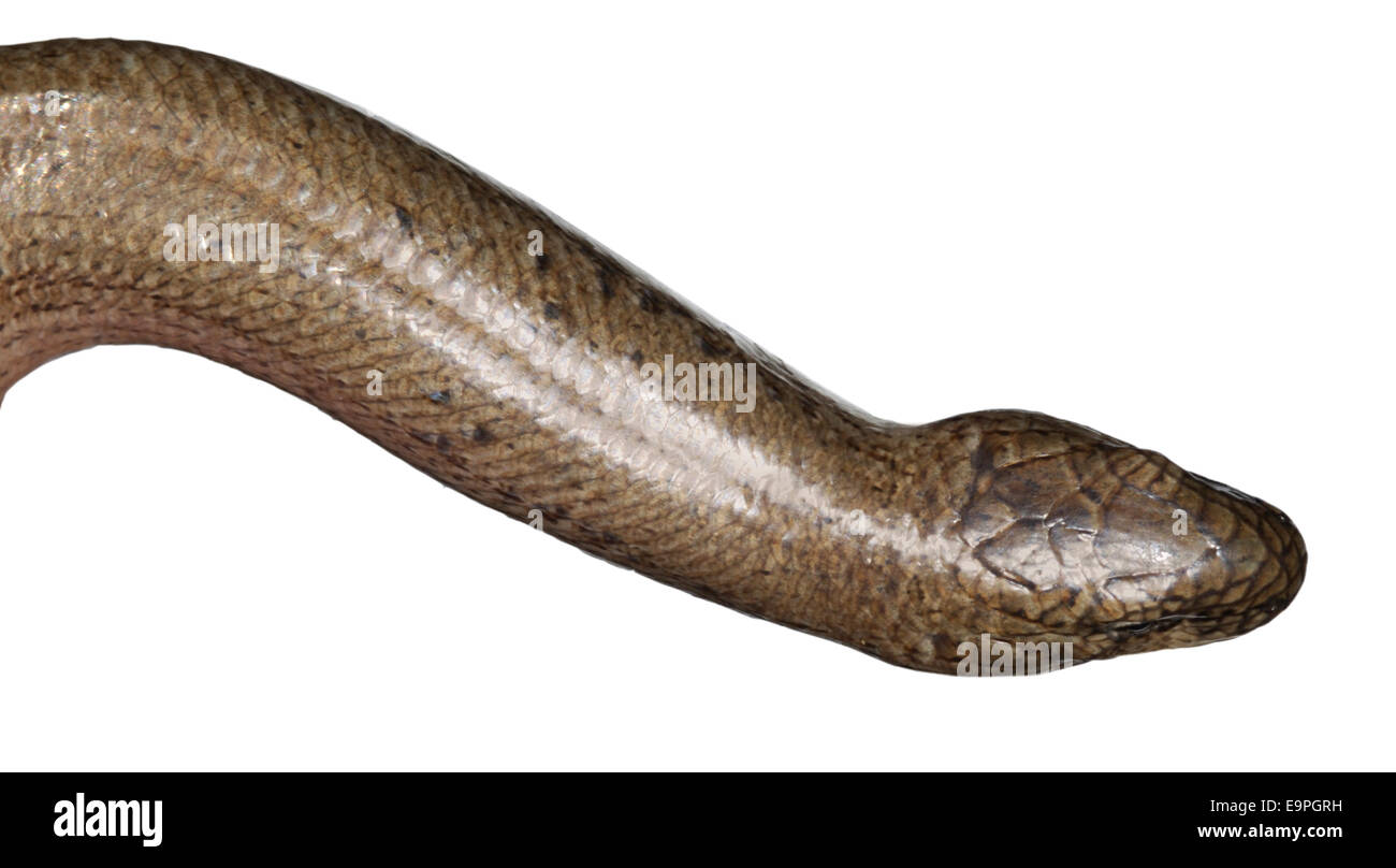 Slow-worm - Anguis fragilis Foto Stock