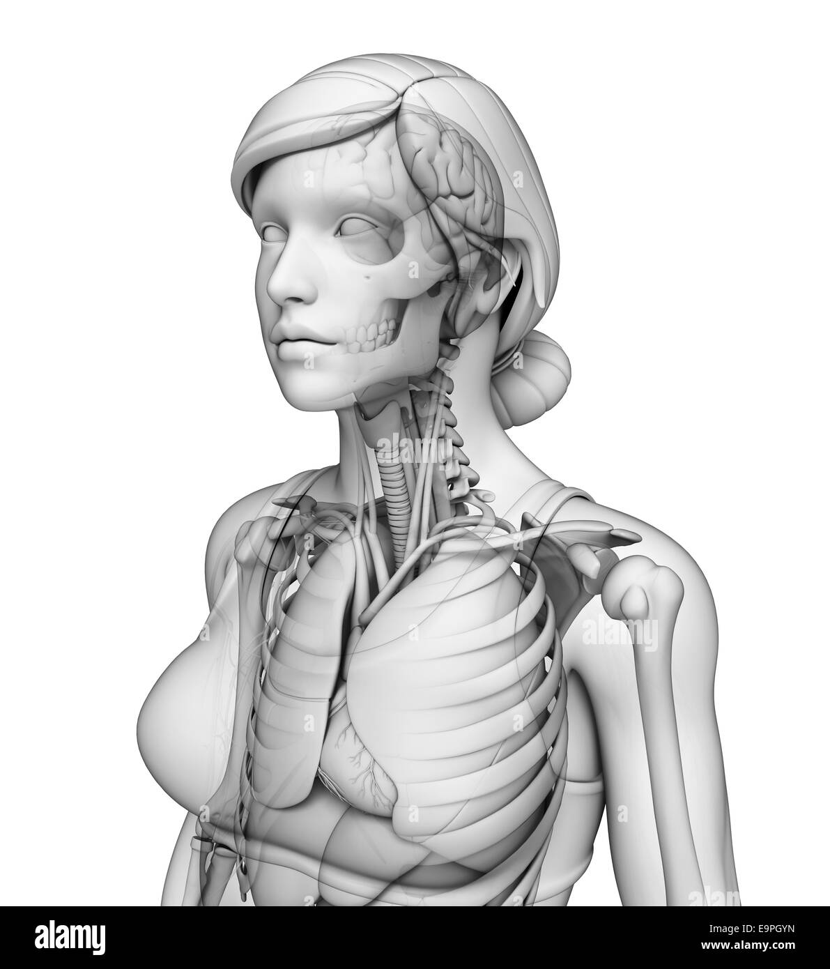 Illustrazione del corpo umano sistema respiratorio Foto Stock