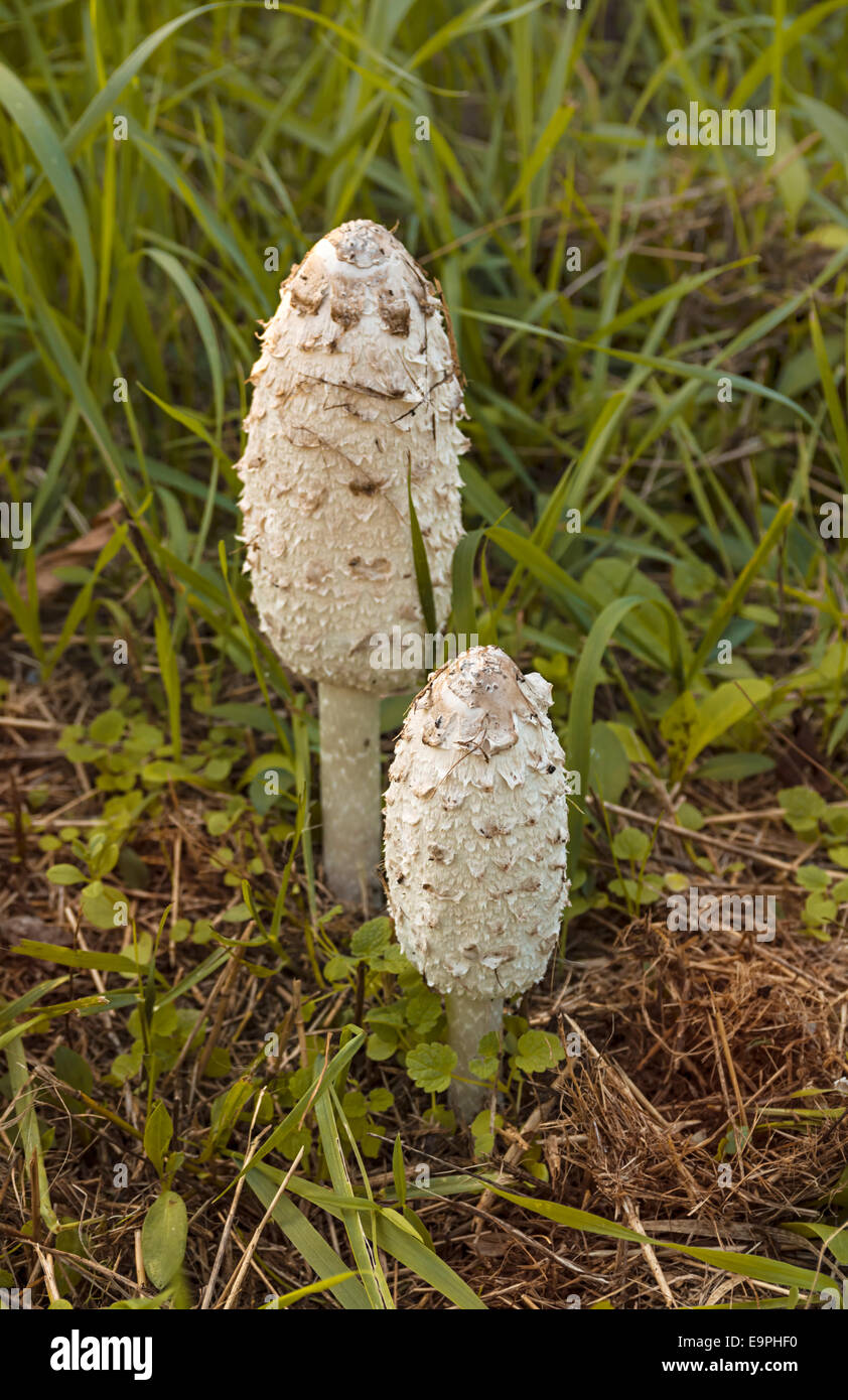 Due funghi selvatici in erba verde Foto Stock