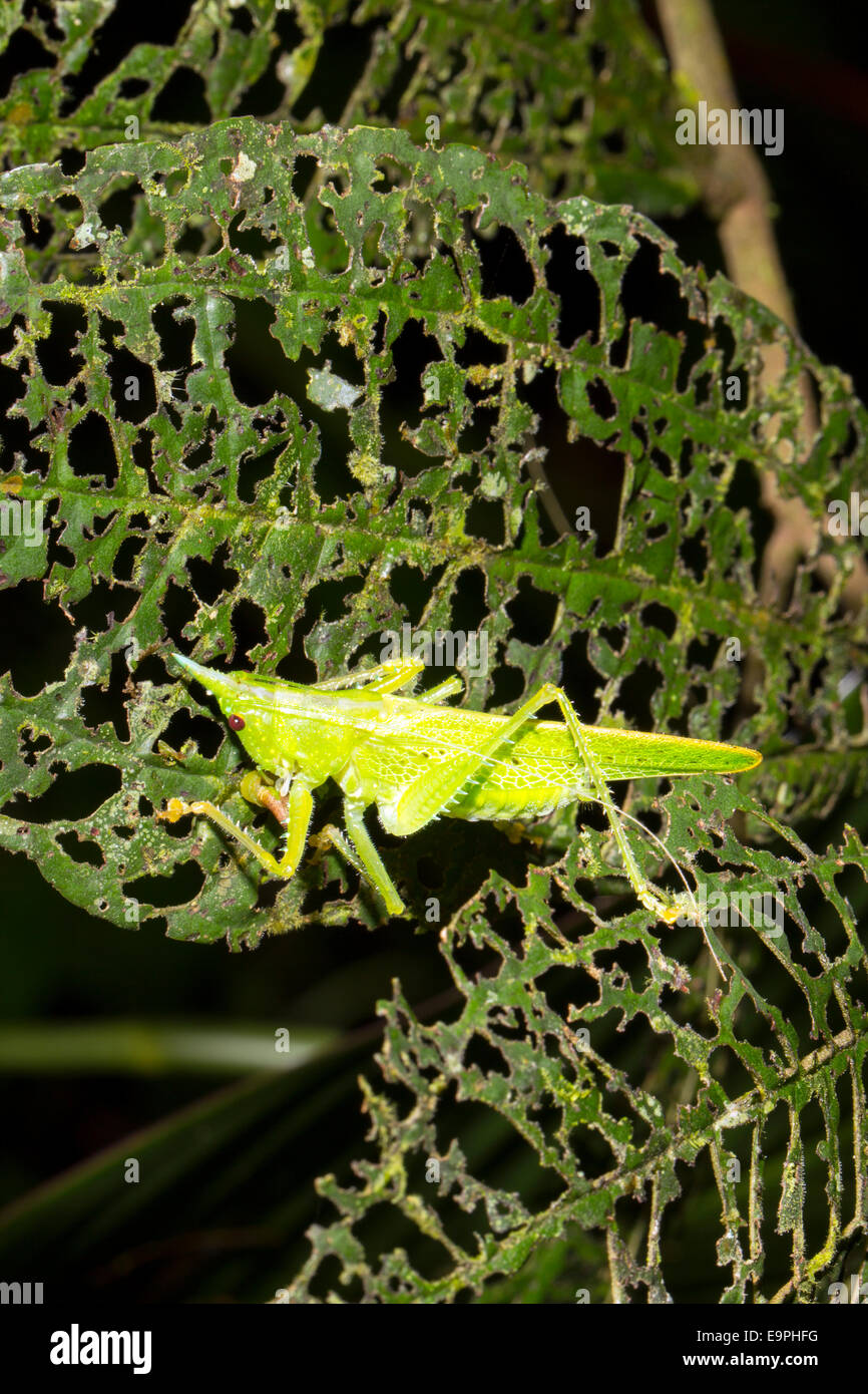 Conehead verde katydid su una foglia di foresta pluviale che è stata ben masticati da insetti di esplorazione, Ecuador Foto Stock