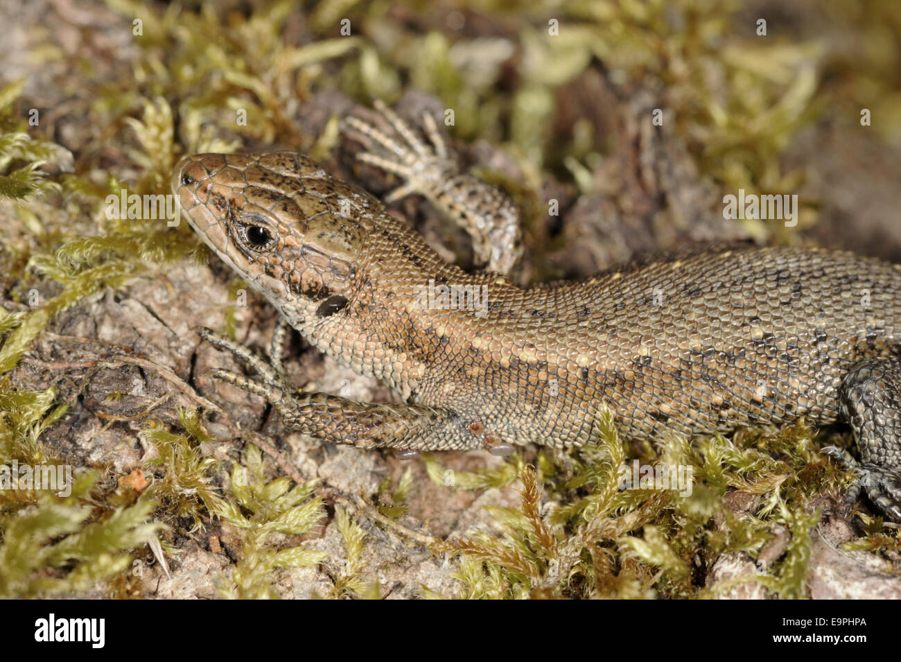 Comune di lucertola - Lacerta vivipara Foto Stock