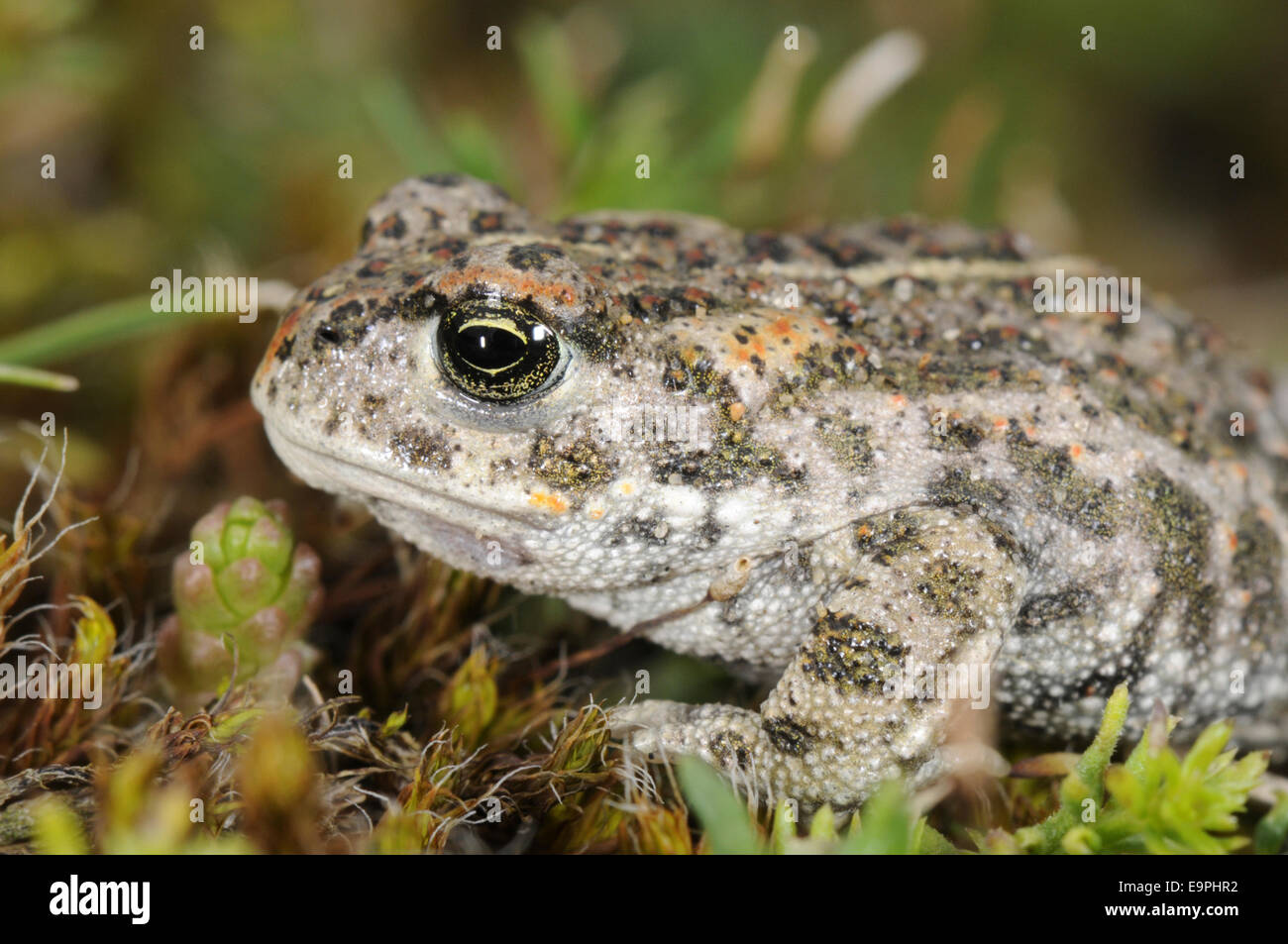Natterjack Toad - Epidalea calamita Foto Stock