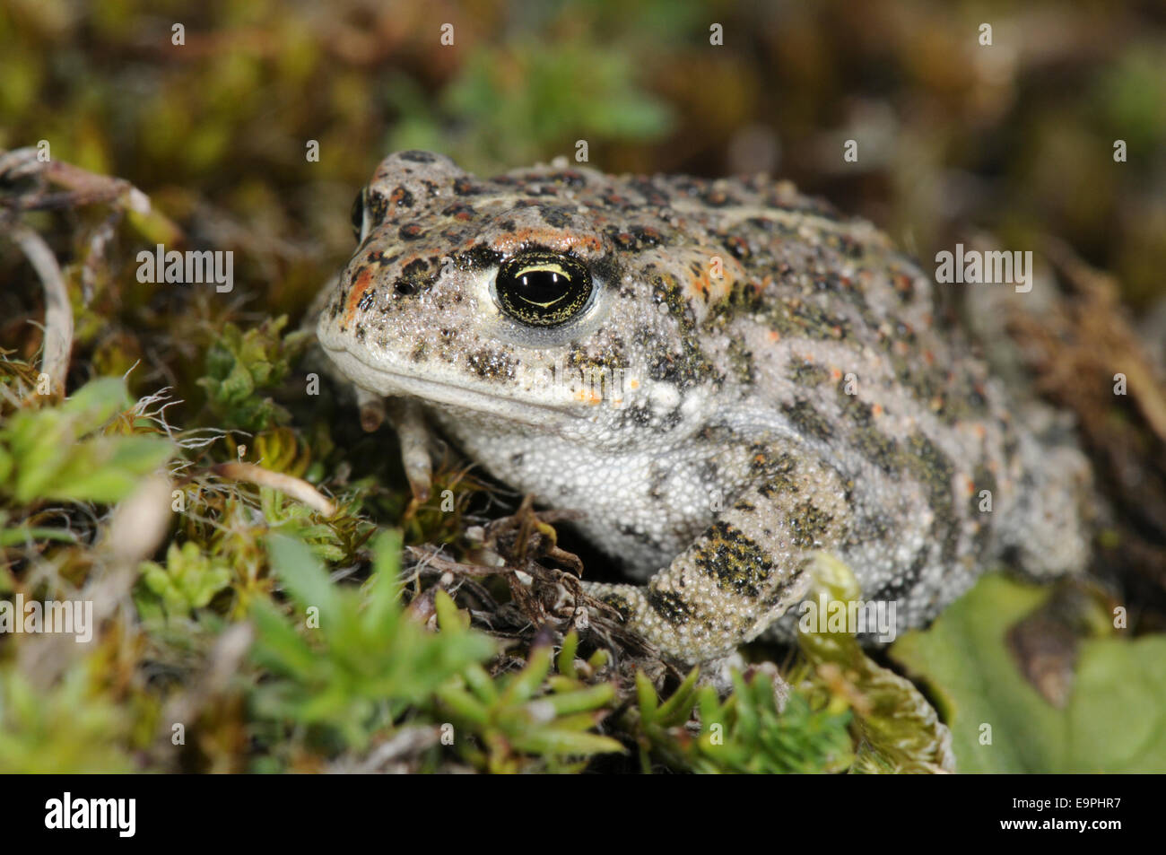 Natterjack Toad - Epidalea calamita Foto Stock