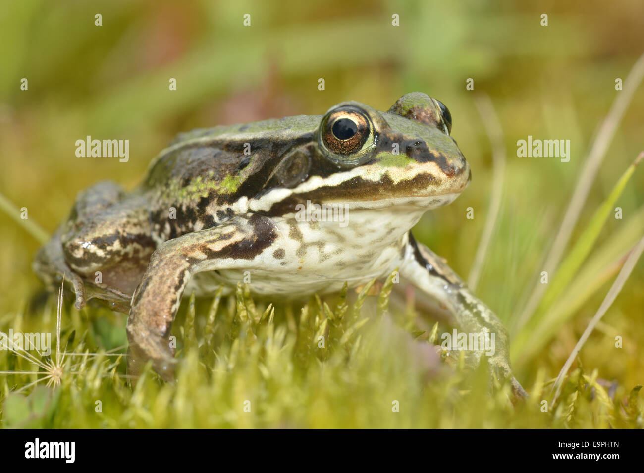 Piscina - Rana lessonae Pelophylax Foto Stock