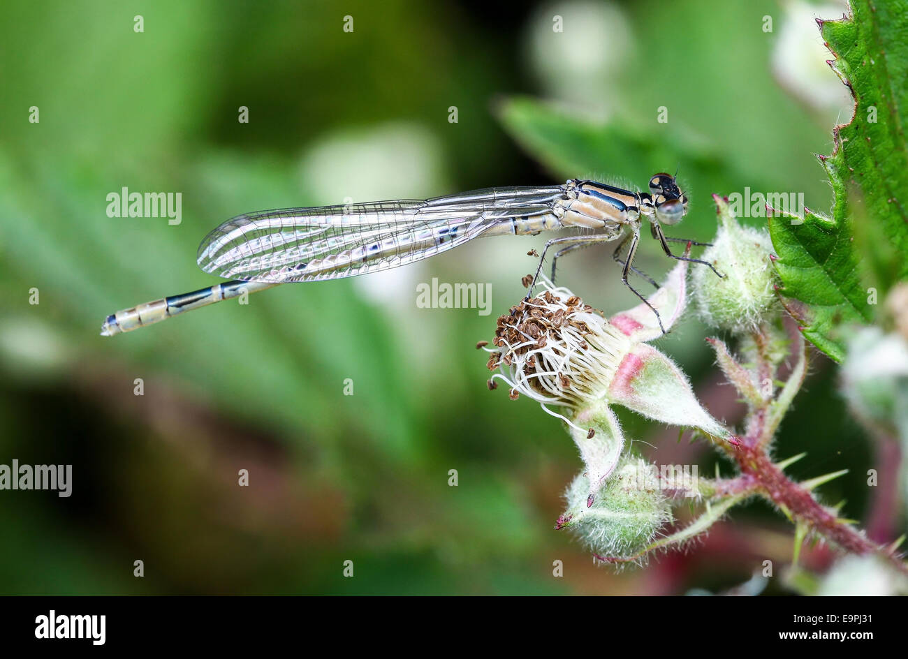 Stretto femmina-winged comune Damselfly blu (Enallagma cyathigerum) insetto Foto Stock