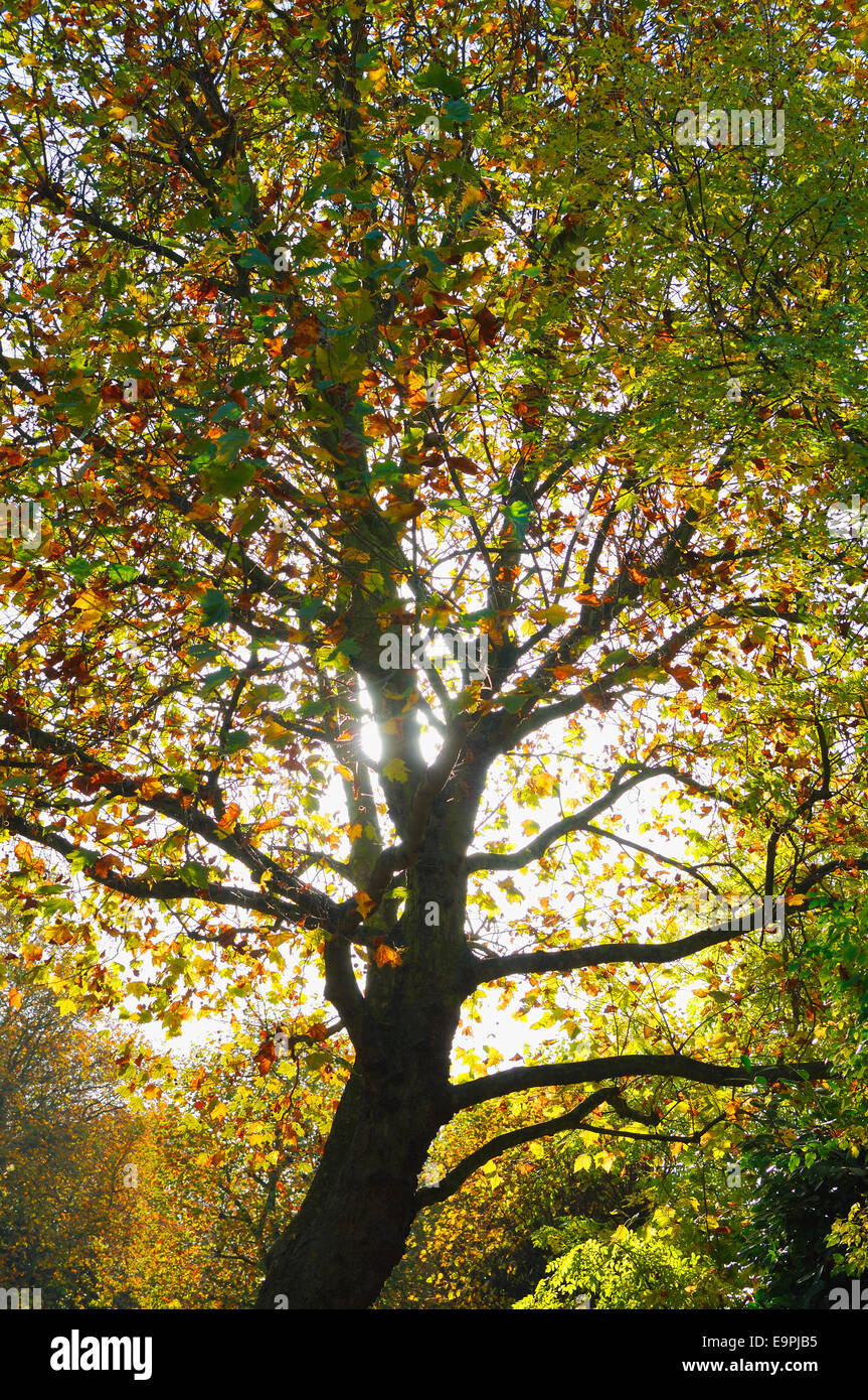 Albero in autunno con la luce del sole dietro Foto Stock