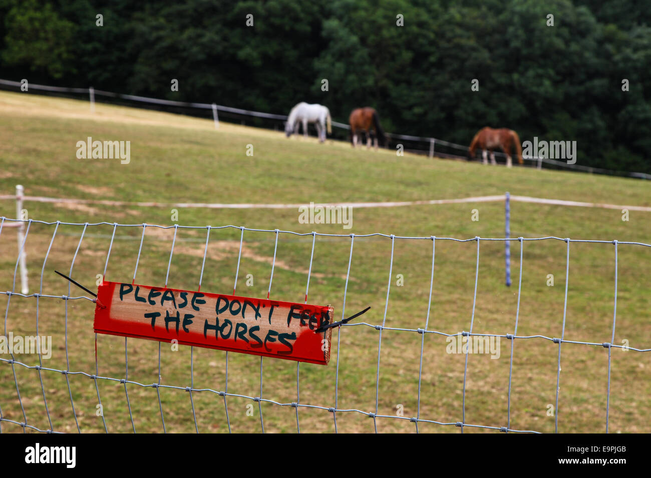 Un segno su un recinto accanto a un campo con i cavalli in esso dicendo vi prego di non alimentare i cavalli Foto Stock