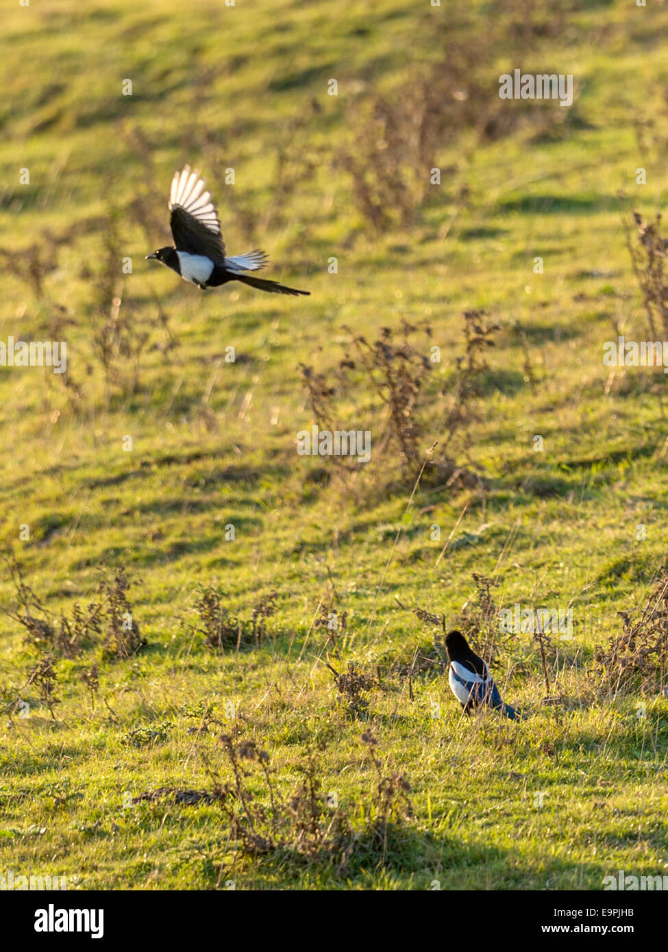 Eurasian Gazza [Pica pica,] in pieno volo, con seconda sul terreno, la sera presto, su campi e aperta campagna. Foto Stock
