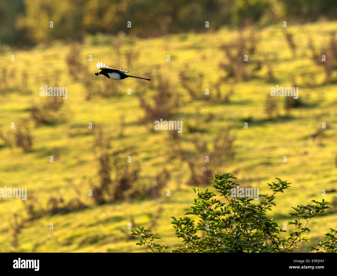 Eurasian Gazza [Pica pica,] in pieno volo, inizio sera oltre i campi e aperta campagna. Foto Stock