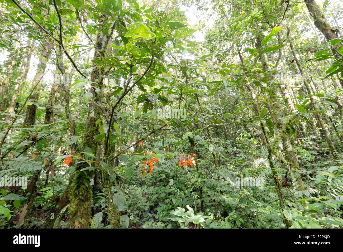 Interno della foresta pluviale tropicale in Amazzonia ecuadoriana con una fioritura di Begonia in primo piano Foto Stock