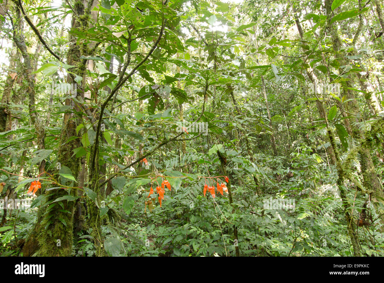Interno della foresta pluviale tropicale in Amazzonia ecuadoriana con una fioritura di Begonia in primo piano Foto Stock