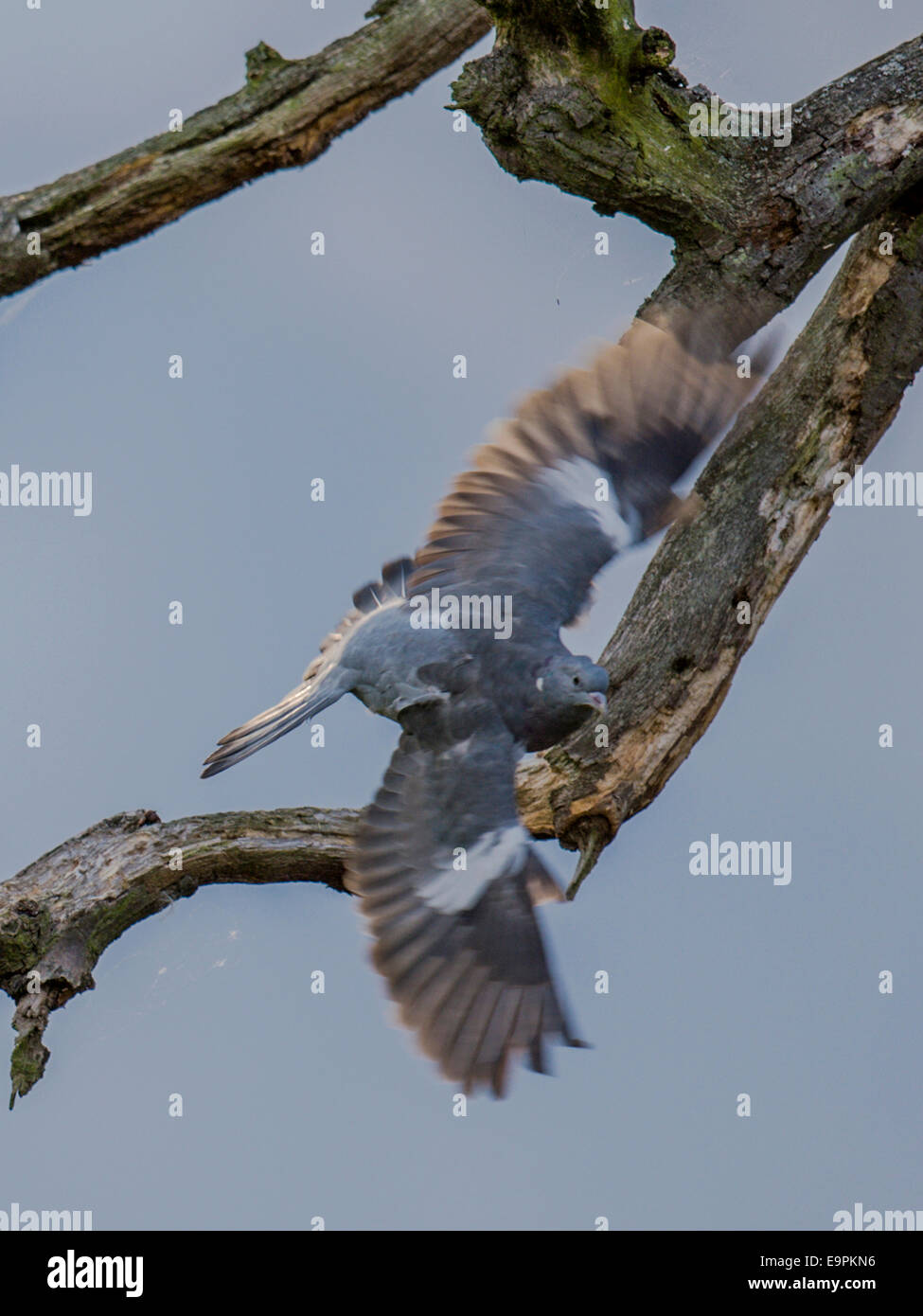 Piccione selvatico in pieno volo con ali extended guardando verso il basso. I rami di un nodose vecchio albero & blue sky fanno da sfondo. Foto Stock