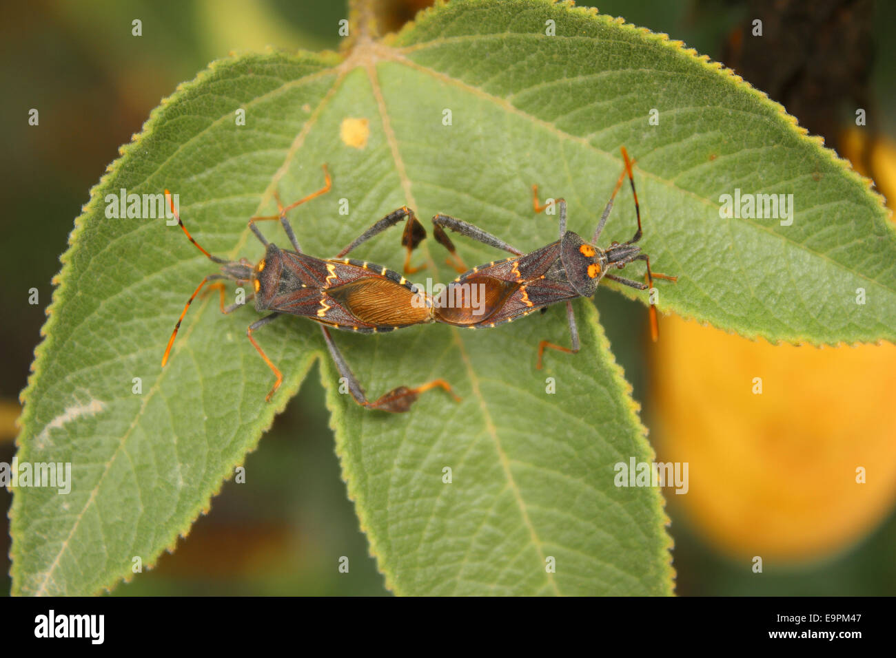 Due zampe di foglia di bug sulla foglia di una pianta di taxo in un frutteto in Cotacachi, Ecuador Foto Stock