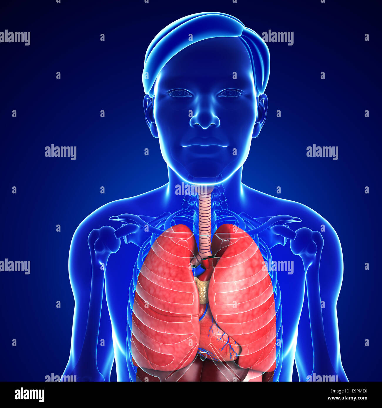 Illustrazione del maschio sistema respiratorio Foto Stock