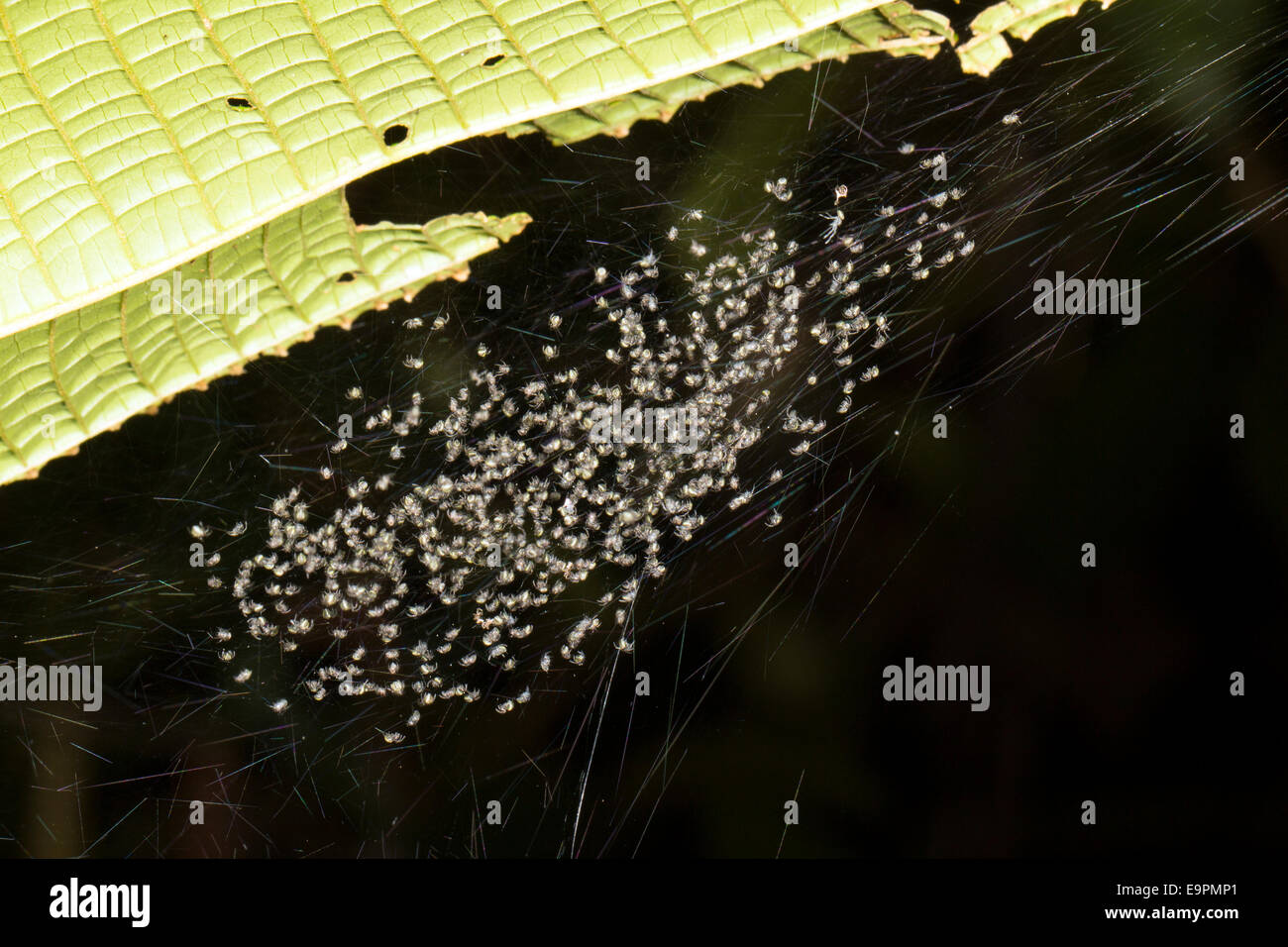 Di recente spiderlings tratteggiata in un web nel sottobosco della foresta pluviale, Ecuador Foto Stock