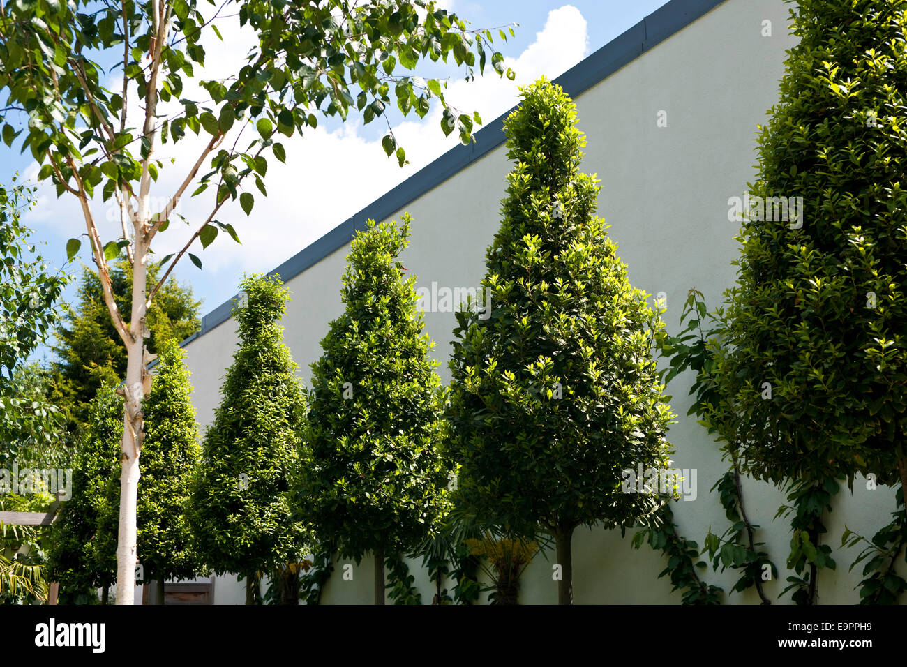 Alberi in giardino, Fiume Lane, Petersham, Middlesex, Inghilterra, Regno Unito. Foto Stock