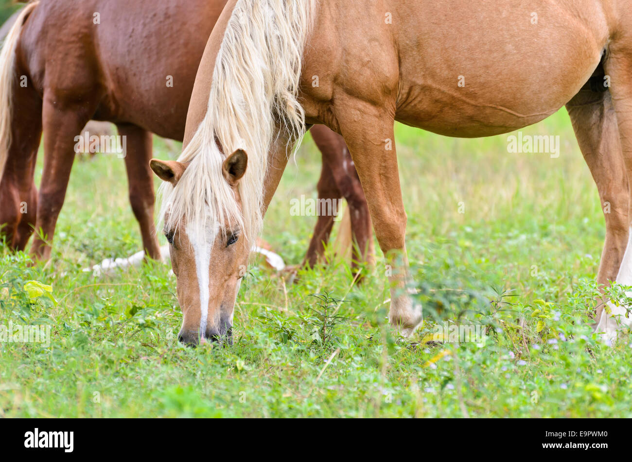 Brown horse mares pascolare nel pascolo Foto Stock