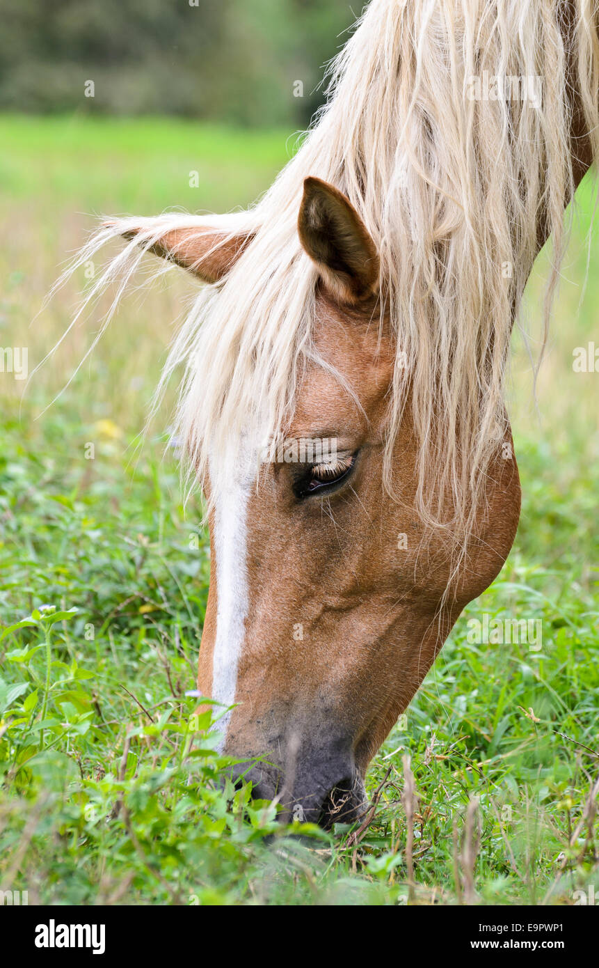Close-up faccia del pascolo cavalli al pascolo Foto Stock