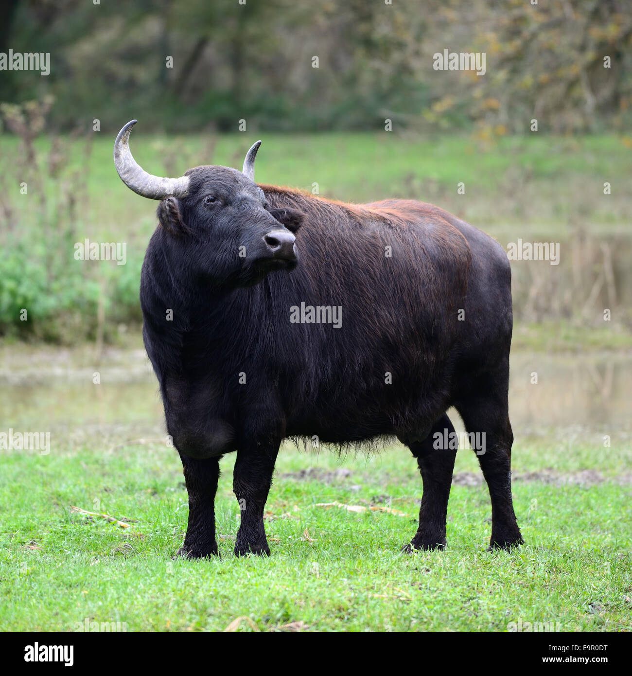 Un wild water buffalo (Bos Bubalus domesticus) a Szecsisziget (Ungheria, Zala county) prenotazione. Foto Stock