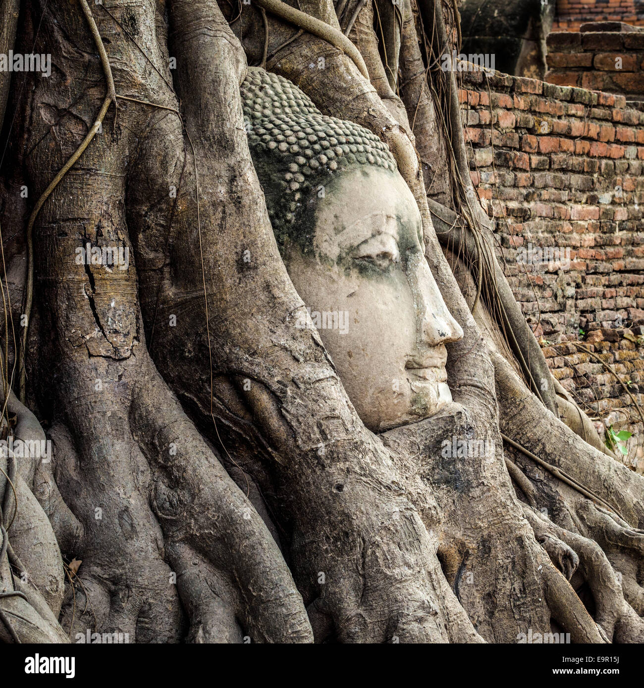Testa della statua del Buddha in radici di albero di Wat Mahathat, Ayutthaya, Thailandia. Foto Stock