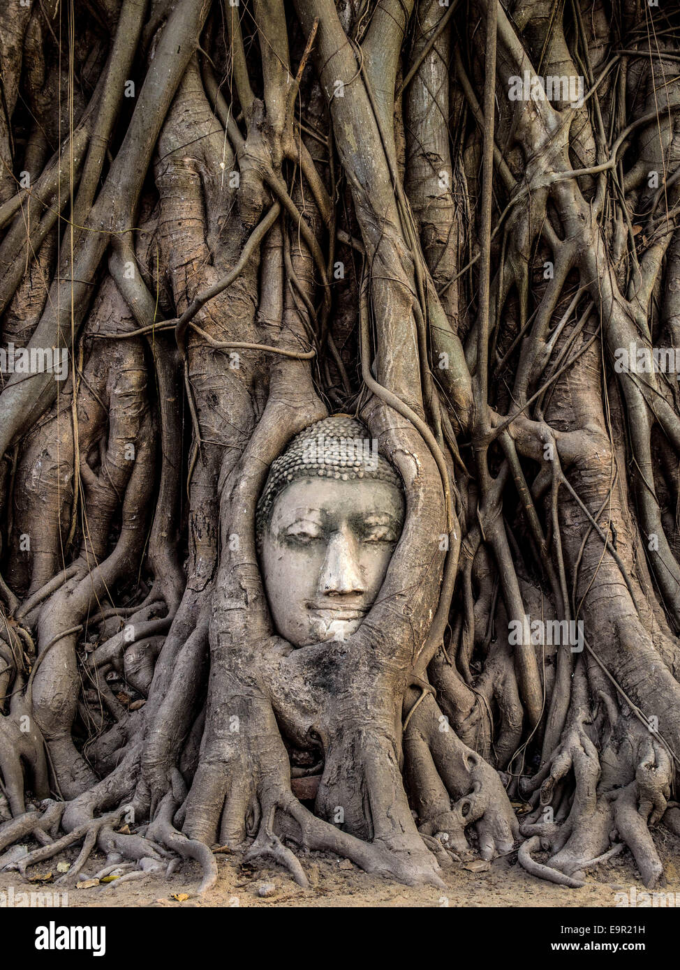 Testa della statua del Buddha in radici di albero di Wat Mahathat, Ayutthaya, Thailandia. Foto Stock