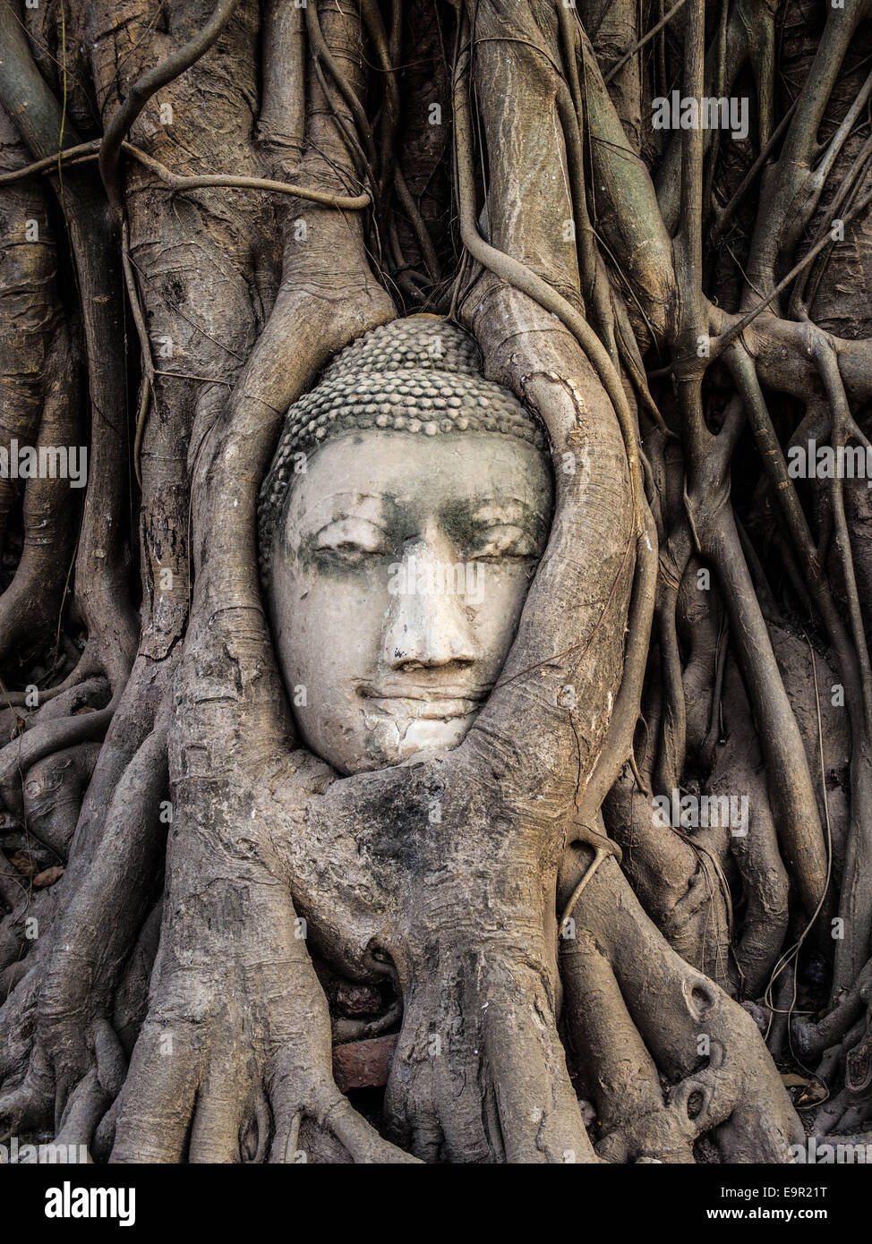 Testa della statua del Buddha in radici di albero di Wat Mahathat, Ayutthaya, Thailandia. Foto Stock