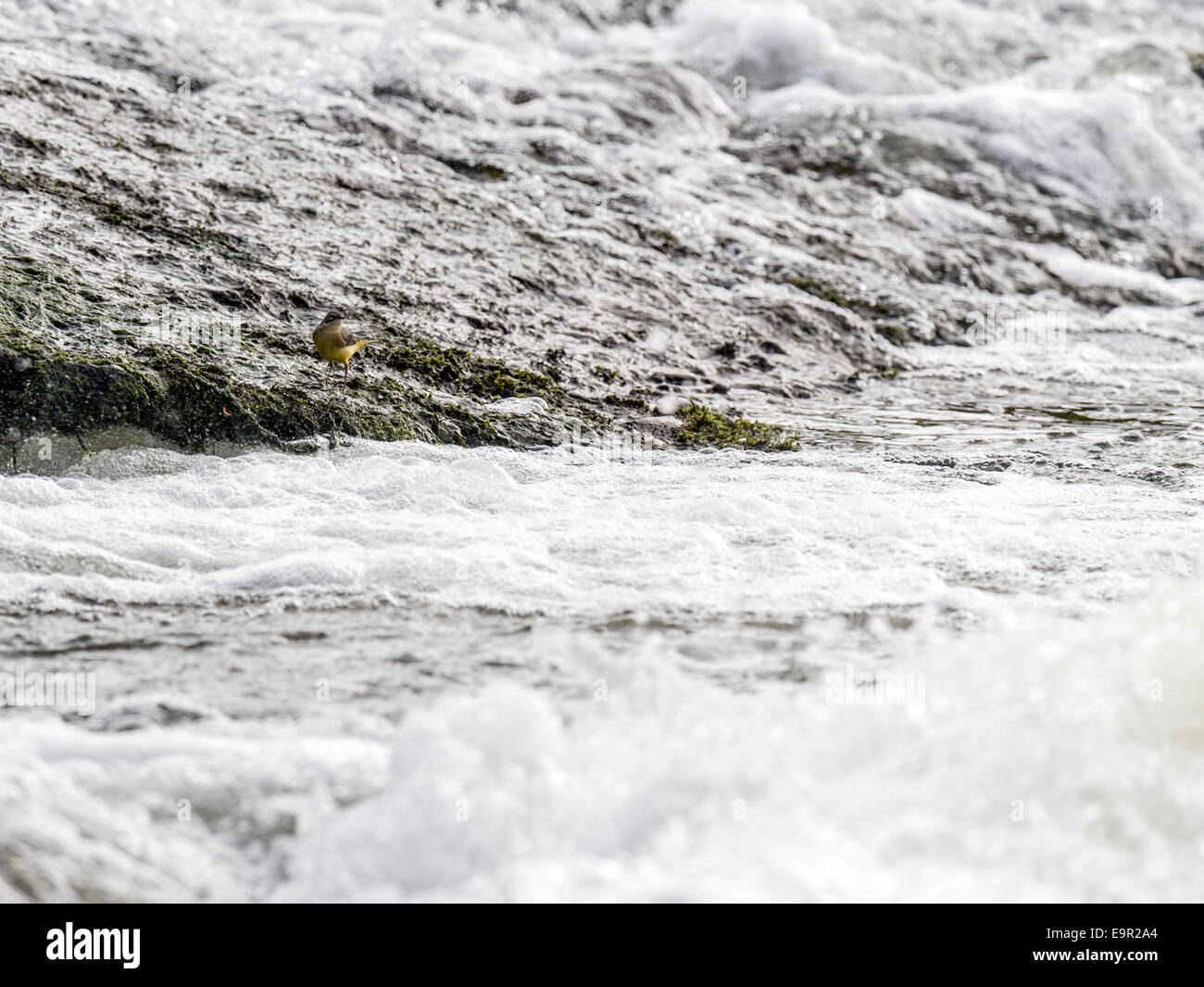 Splendide immagini uniche e di un Wagtail giallo in posa, preening ed alimentando in habitat naturale tra le rocce in un fiume weir bordo. Foto Stock