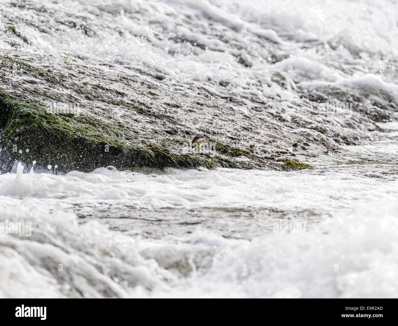 Splendide immagini uniche e di un Wagtail giallo in posa, preening ed alimentando in habitat naturale tra le rocce in un fiume weir bordo. Foto Stock