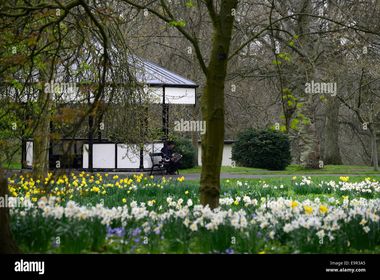 Uomo di lettura carta lettura all'aperto bandstand Botanic Gardens fiori di primavera fioritura bloom floreale RM Foto Stock