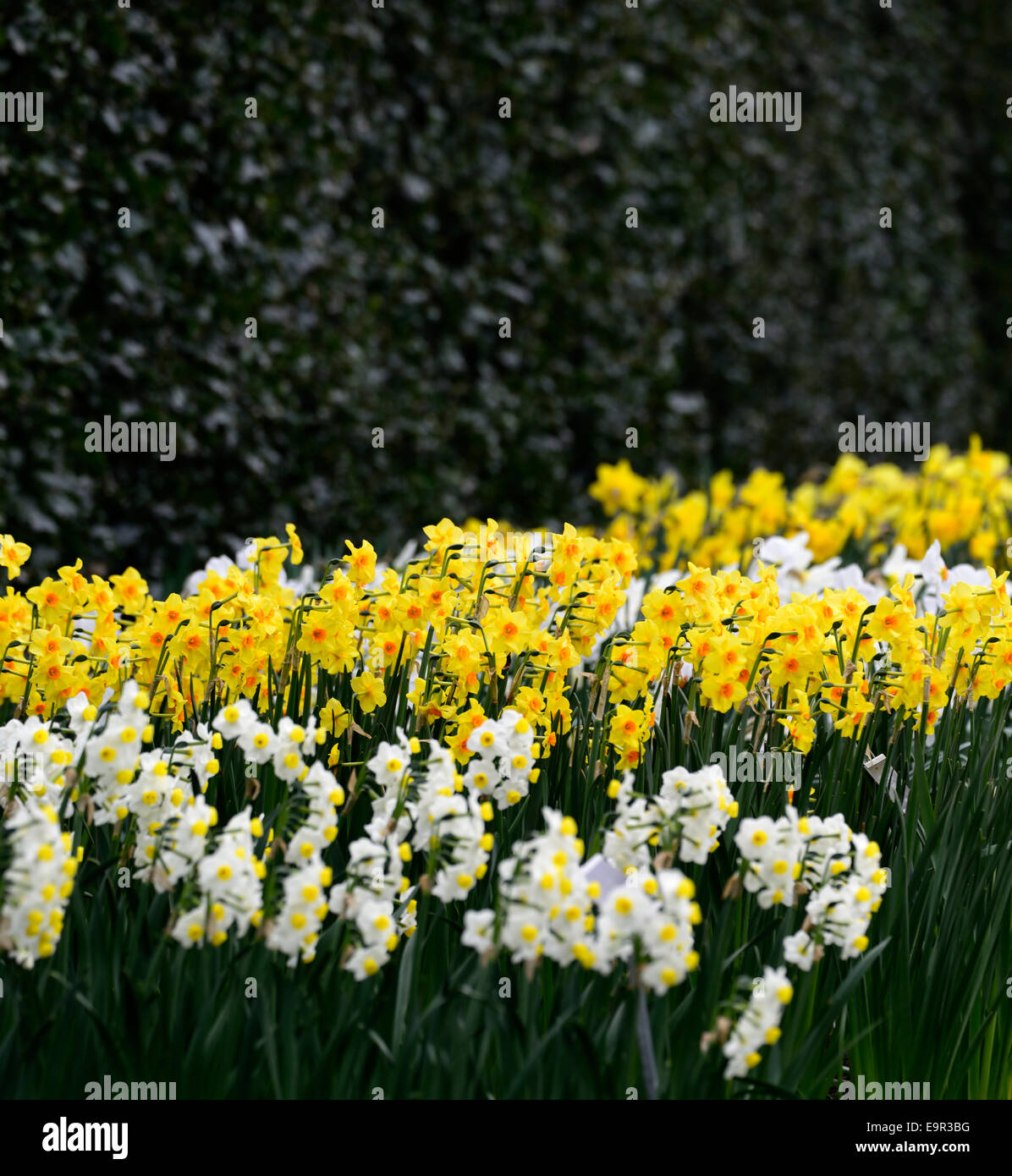 Bianco Giallo narcissus daffodil fioritura di fiori misti mix combinazione molla RM letto floreale letti bordi di confine Foto Stock