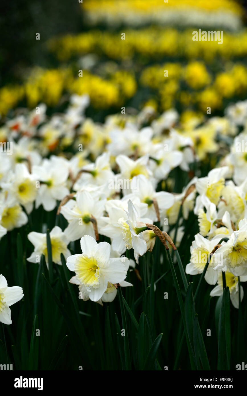 Bianco Giallo narcissus daffodil fioritura di fiori misti mix combinazione molla RM letto floreale letti bordi di confine Foto Stock