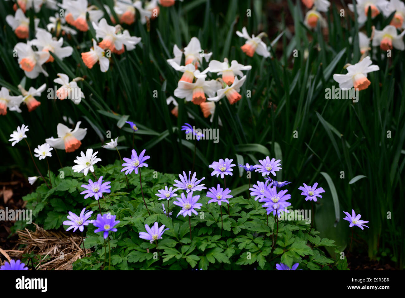 Narcissus bell song blanda anemone sfumature di blu mix piantando mescolato bianco schema schema colori blu RM combinazione floreale Foto Stock